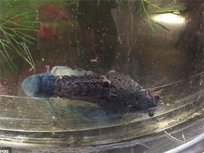 Cảnh tôm lột xác ở Việt Nam lên báo nước ngoài