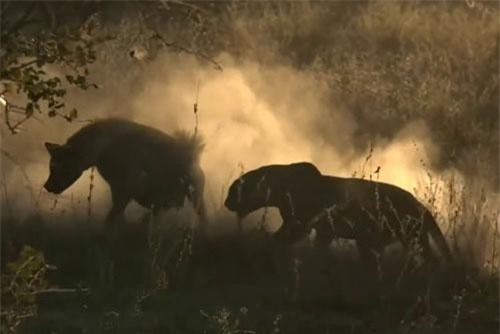 CLIP: Báo hoa mai cướp mồi của linh cẩu rồi dung ‘độc chiêu’ khiến đối thủ ‘uất hận’