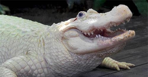 Cá sấu bạch tạng cực hiếm, không phải ai cũng thấy dù chỉ 1 lần