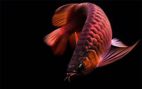 Mua cá rồng để giàu có, người phụ nữ bàng hoàng phát hiện việc này