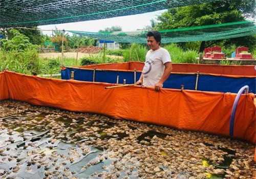 An Giang: Nuôi ếch trên cạn, thò tay xuống là bắt được cả đống