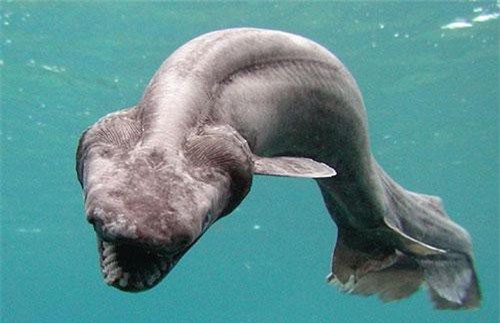 Bắt được cá mập có thân như rắn, mồm 300 răng