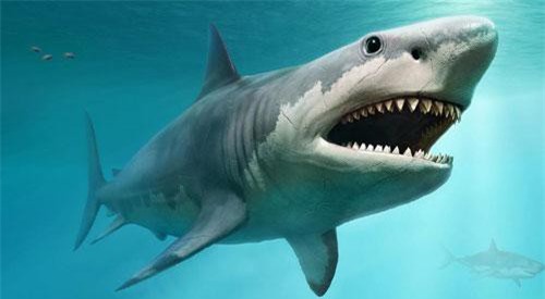 Nguyên nhân tuyệt chủng của loài cá mập quái vật thời tiền sử nặng gấp 5 xe buýt