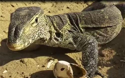 CLIP: Kỳ đà liều mạng "trộm" trứng của cá sấu và cái kết