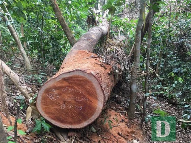 Vụ phá rừng gỗ quý tại rừng di sản: Kết luận bất ngờ của UBKT Tỉnh ủy Quảng Bình - 2