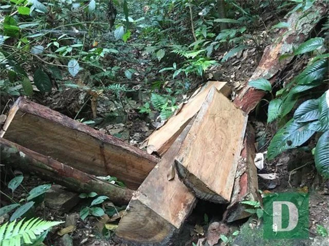 Vụ phá rừng gỗ quý tại rừng di sản: Kết luận bất ngờ của UBKT Tỉnh ủy Quảng Bình - 3