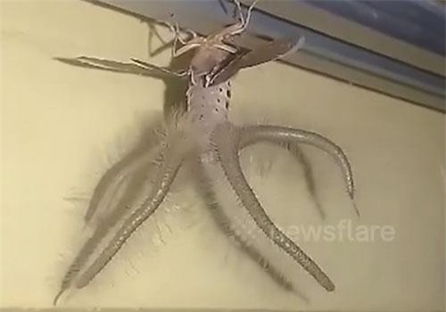 Clip: Phát hiện sinh vật kỳ dị như ngoài hành tinh trên trần nhà