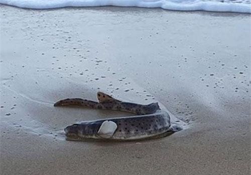 Phát hiện loài cá phát sáng trong tiểu thuyết viễn tưởng tại Úc