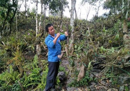 Lào Cai: Trai Mông vào rừng trồng bạt ngàn lan quý