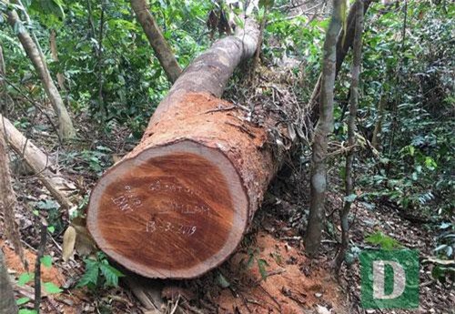 Vụ phá rừng gỗ quý tại rừng di sản: Kết luận bất ngờ của UBKT Tỉnh ủy Quảng Bình