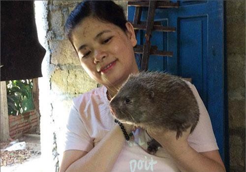 Thừa Thiên - Huế: Thuần hóa dúi rừng thành dúi nhà, nuôi không kịp để bán