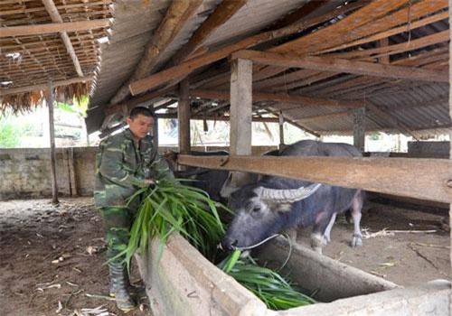 Tuyên Quang: Xây nhà lầu nhờ nuôi trâu, chỉ 1 xã mà có 1.000 con trâu lớn, nhỏ