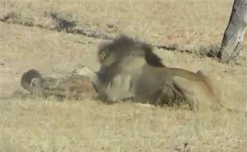 CLIP: Đối đầu sư tử, linh cẩu nhận cái kết đắng