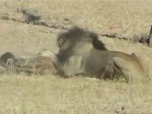 CLIP: Đối đầu sư tử, linh cẩu nhận cái kết đắng