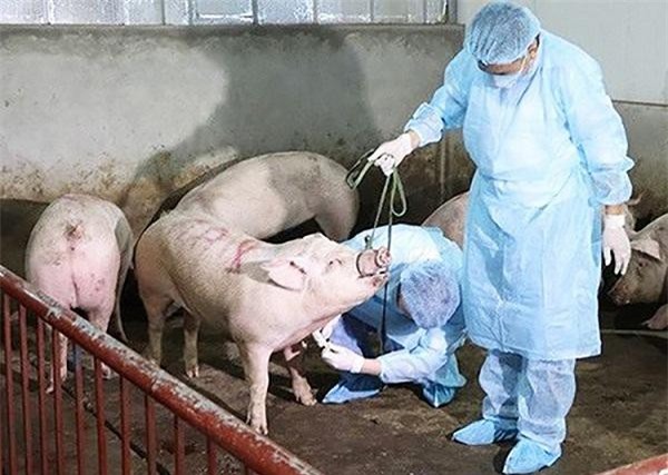 "Việt Nam hoàn toàn có thể phát triển vắc xin độc lập phòng dịch tả  lợn Châu Phi" 