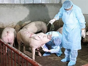 "Việt Nam hoàn toàn có thể phát triển vắc xin độc lập phòng dịch tả  lợn Châu Phi"