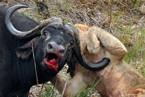 CLIP: Bị vây bắt, trâu rừng chống trả ‘điên cuồng’ và húc thủng ngực sư tử