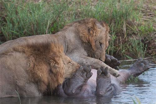 CLIP: Anh em sư tử hợp sức đoạt mạng hà mã