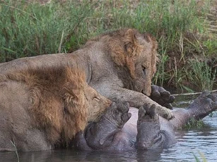 CLIP: Anh em sư tử hợp sức đoạt mạng hà mã