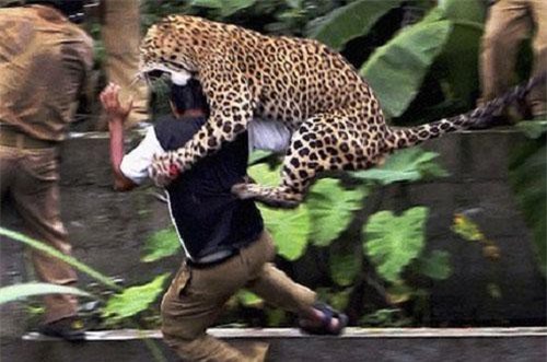 CLIP: Báo hoa mai vào làng tấn công người gây hoang mang