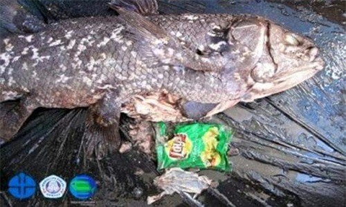 Phát hiện điều đau lòng trong bụng loài cá “hóa thạch sống”