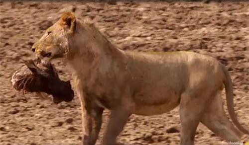 Clip: Săn mồi thất bại, đàn sư tử đói cướp nhau đầu heo rừng