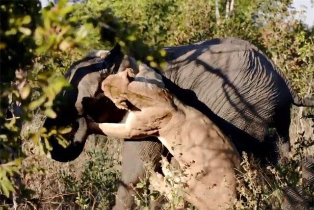 CLIP: Voi ác chiến giành sự sống trước sư tử