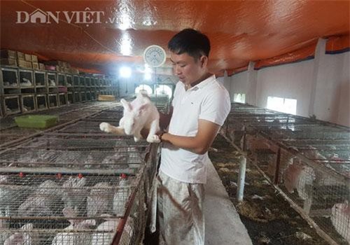 Nam Định: Bỏ phố về quê nuôi thỏ bán cho Nhật, thu 60 triệu/tháng