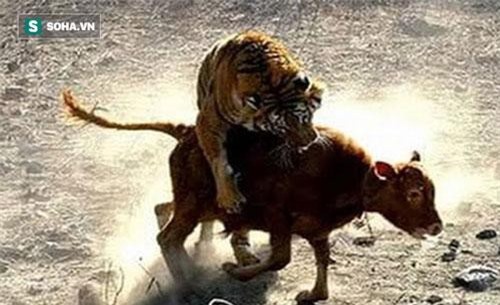 Clip: Hổ mai phục lề đường, chờ bò đi ngang qua rồi lặng lẽ tập kích