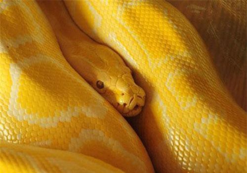 Du khách gào khóc, chạy "mất dép" khi thấy trăn khổng lồ