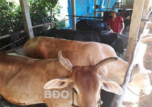 Bình Định: Ba đời nuôi bò, trai trẻ thích gì không thích lại thích học nuôi bò