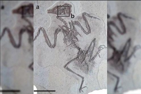 Hóa thạch nguyên vẹn sau 120 triệu năm hé lộ bí mất bất ngờ về động vật thời tiền sử