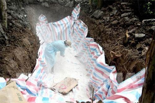 Xuất hiện ổ dịch tả lợn châu Phi đầu tiên tại Tây Ninh