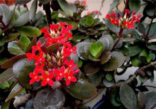 Cây lá bỏng vừa làm cảnh lại có thể dùng làm thuốc chữa bệnh cực hay cho bé theo hướng dẫn của chuyên gia