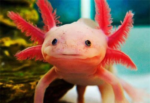 CLIP: 5 loài động vật đẹp mê hồn mà có thể bạn chưa biết