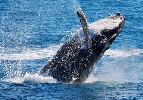 Clip: Cá voi xuất hiện ở Quy Nhơn, người dân phấn khích gọi 'ông ơi'