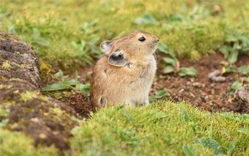Độc lạ loài yêu tinh cao nguyên, ai nhìn cũng mê