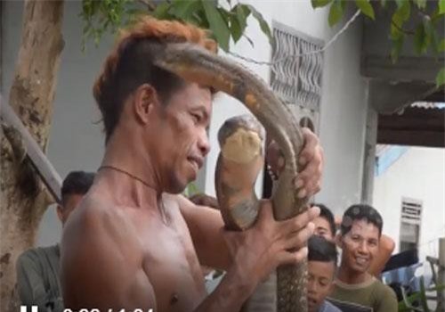 Clip: Người đàn ông miễn dịch với nọc độc của rắn hổ mang chúa