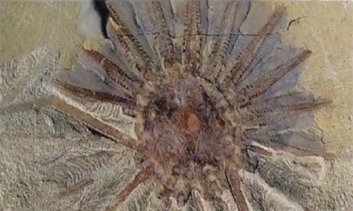 Phát hiện sinh vật hóa thạch 520 triệu năm tuổi có 18 xúc tu ở Trung Quốc