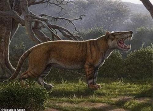 Phát hiện hóa thạch 22 triệu năm của thú săn mồi cổ đại