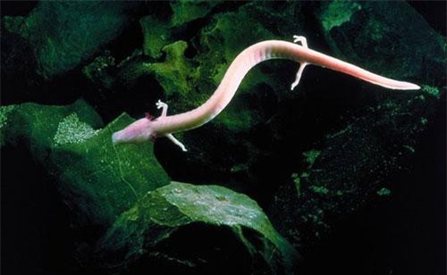 Loài vật “cá người”, “rồng non”, sống thọ ở Việt Nam