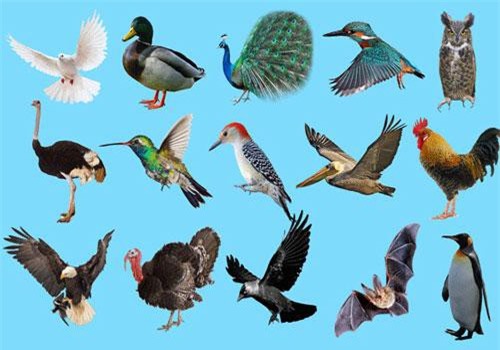 Hãy thử kiểm tra kiến thức về thế giới động vật của bạn ở câu đố dưới đây