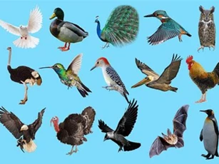 Hãy thử kiểm tra kiến thức về thế giới động vật của bạn ở câu đố dưới đây