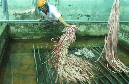 An Giang: Nuôi lươn không bùn bằng ốc bươu vàng, lời 60 triệu/lứa