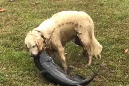 CLIP: Chó trắng trổ tài bắt cá da trơn ‘khủng’