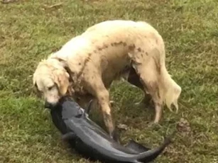 CLIP: Chó trắng trổ tài bắt cá da trơn ‘khủng’