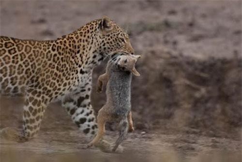 CLIP: Báo hoa mai đoạt mạng chó rừng trong chớp mắt