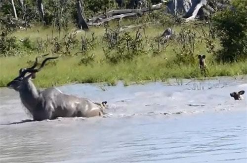 CLIP: Bị ‘đánh hội đồng’, linh dương Kudu vẫn khiến bầy chó hoang ‘tơi tả’
