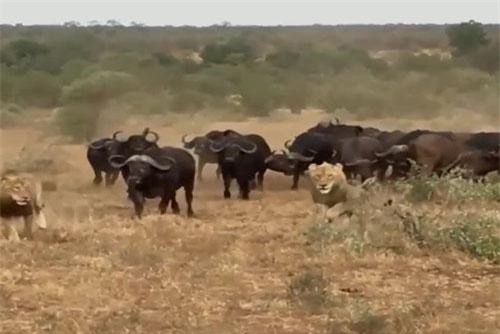 CLIP: Sư tử lên kế hoạch săn trâu rừng, ai ngờ chưa giết được con mồi đã phải ‘vắt chân lên cổ’ mà chạy