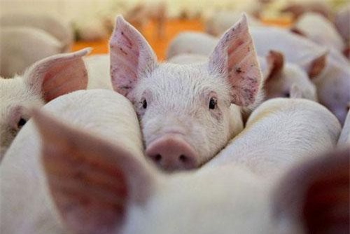 62/63 tỉnh, thành có dịch tả lợn châu Phi